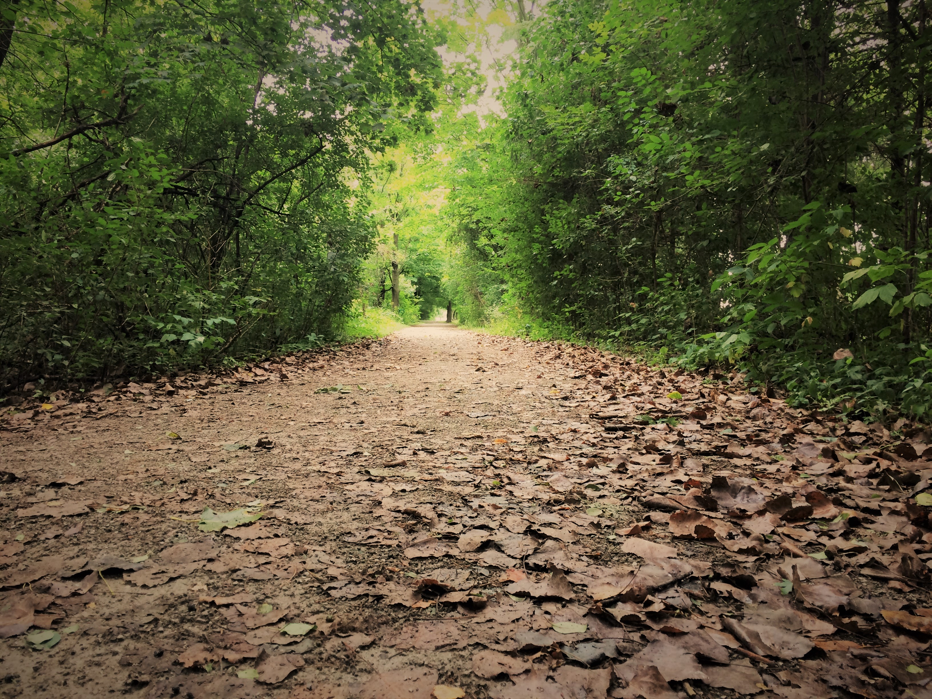 Klaus Wehrenberg Trail with leaves covering the path