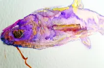 A fish, painted in water colours