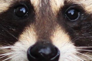 Raccoon in garbage bin