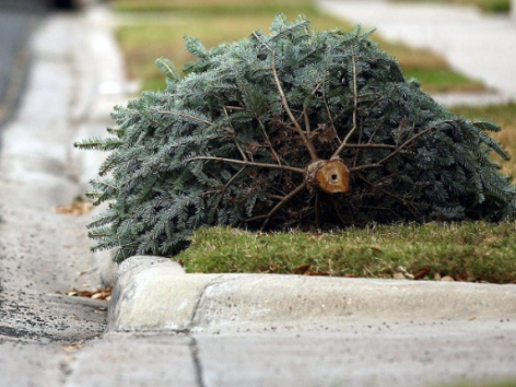 Image of Christmas Tree on curb