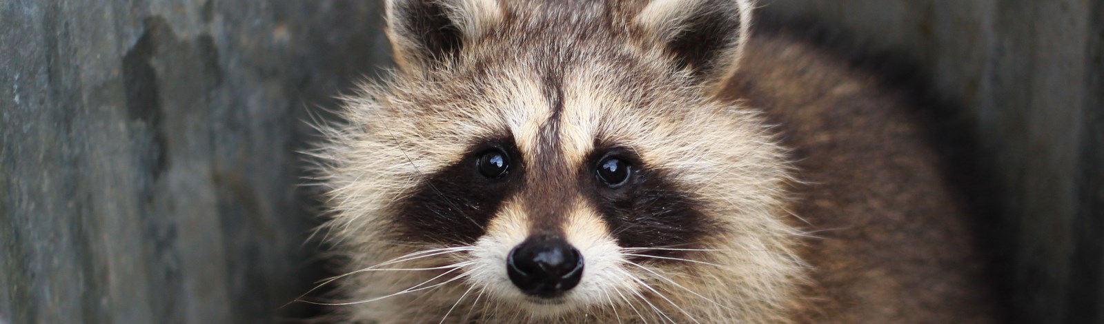 Raccoon