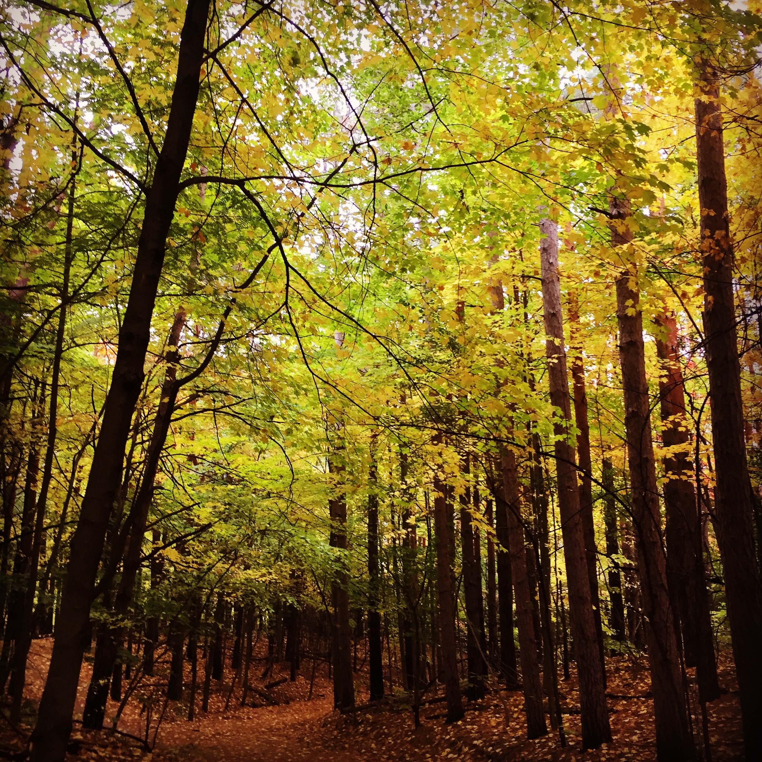 Willow Farm Trail in the fall with tall trees