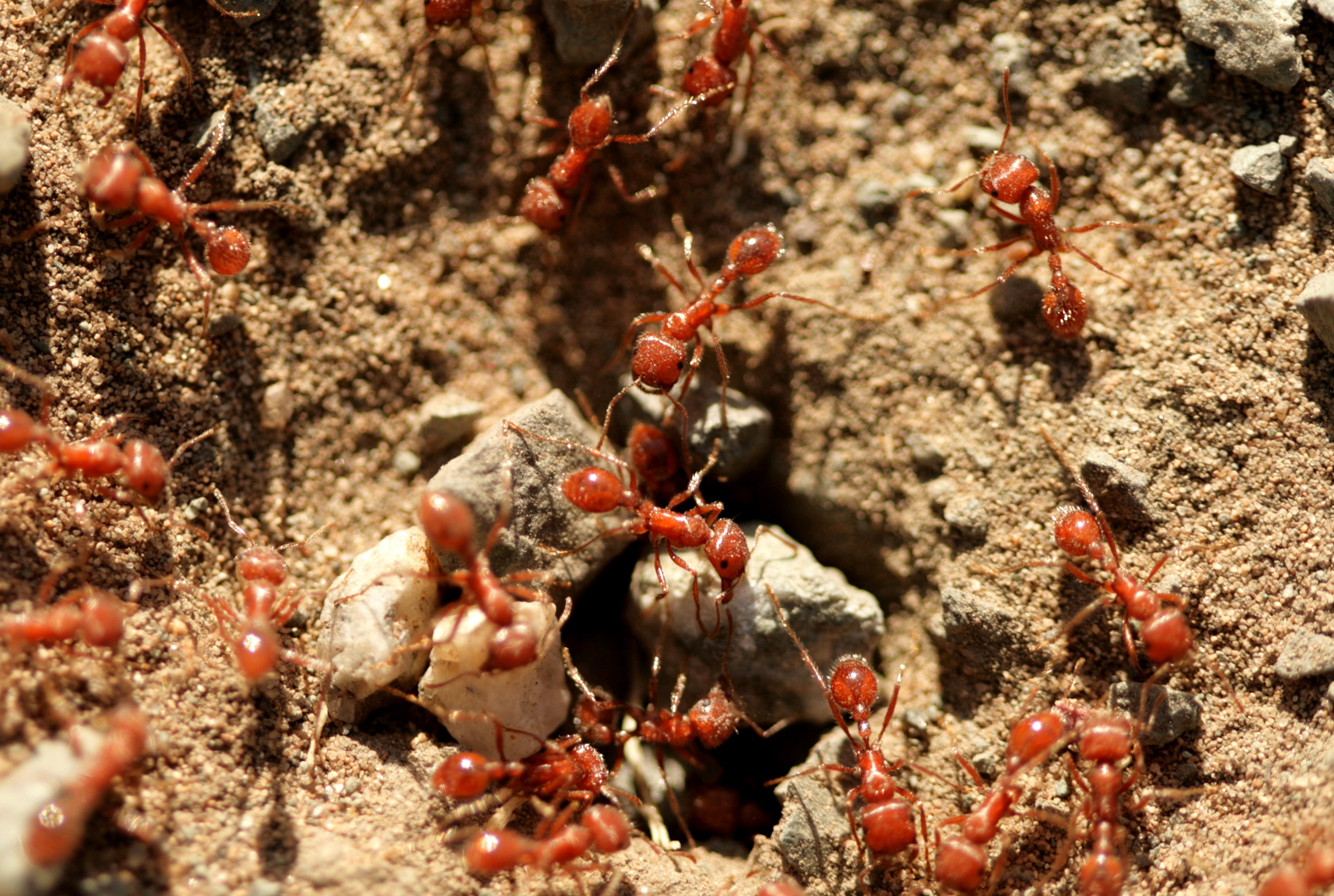 Photo of red fire ants gathering on sand