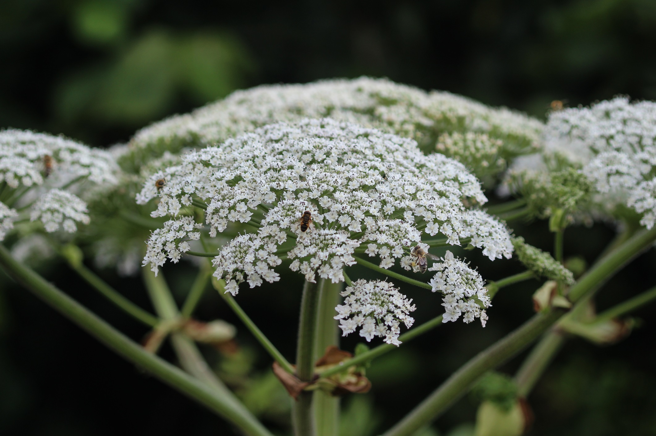 Photo of tall, large white flowered hogweed
