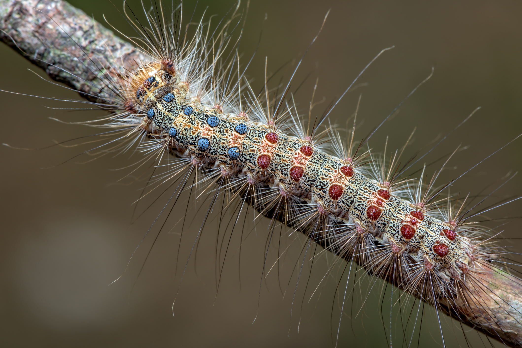 Image of Gypsy moth with blue and red dots