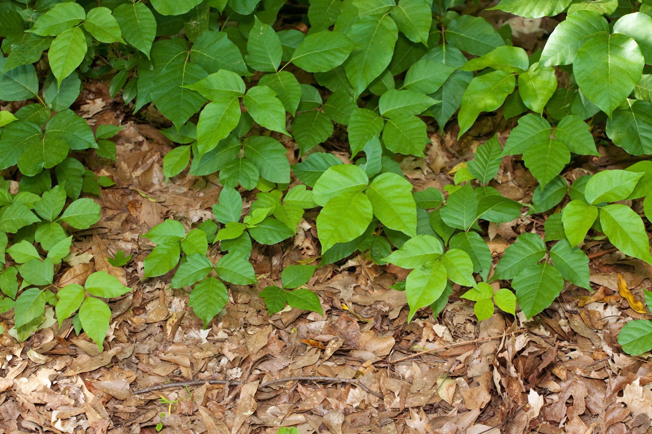 Phot of 3 leaf green poison Ivy