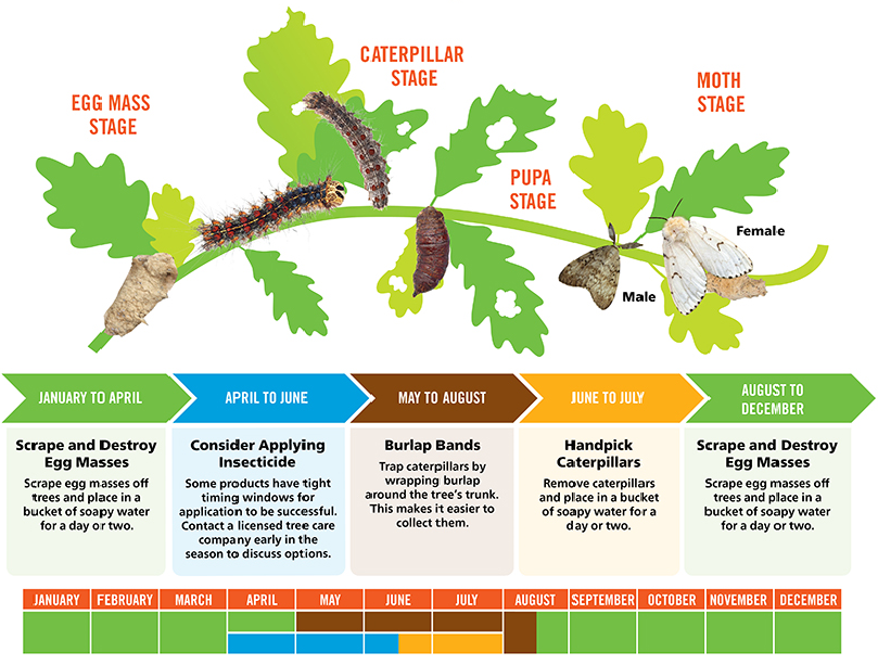 Image of Spongy Moth Lifecycle