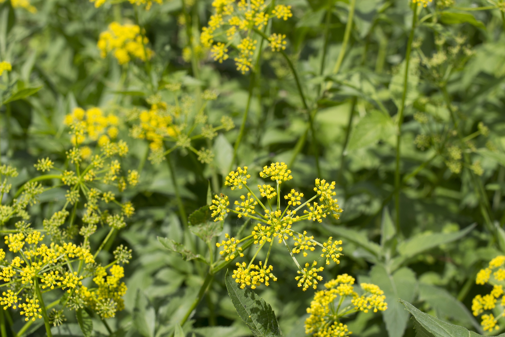 Photo of yellow flowered yellow parsnip