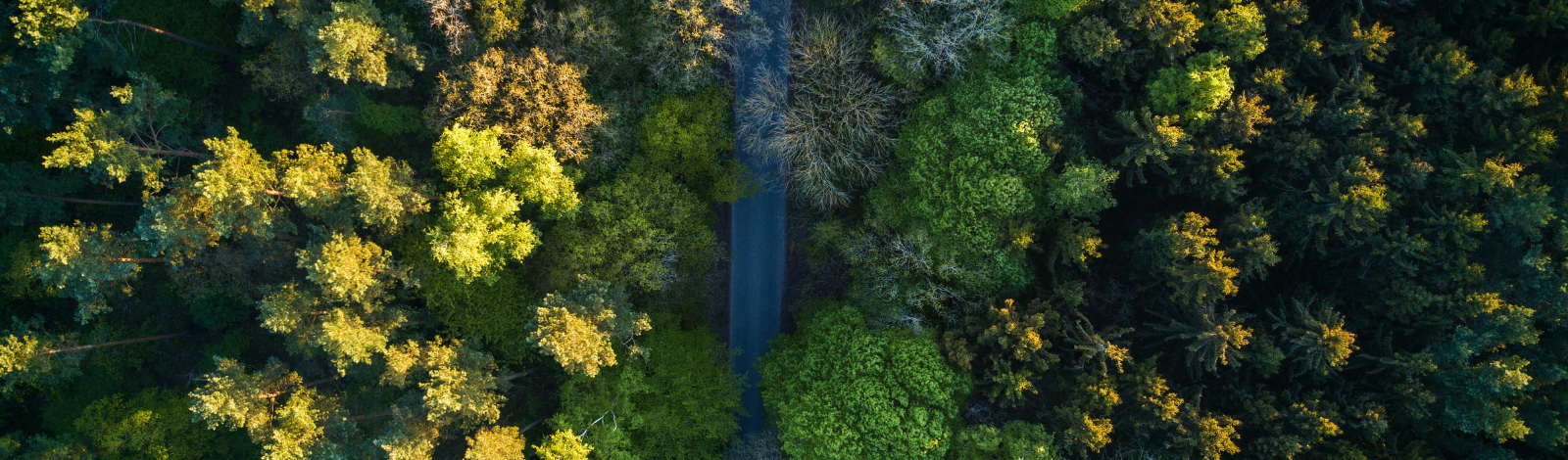 Road through a large forest area