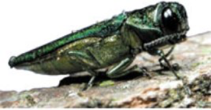 Emerald Ash Borer