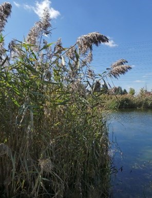 European Common Reed
