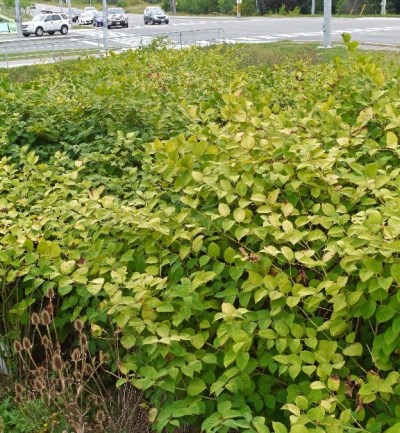 Japanese Knotweed