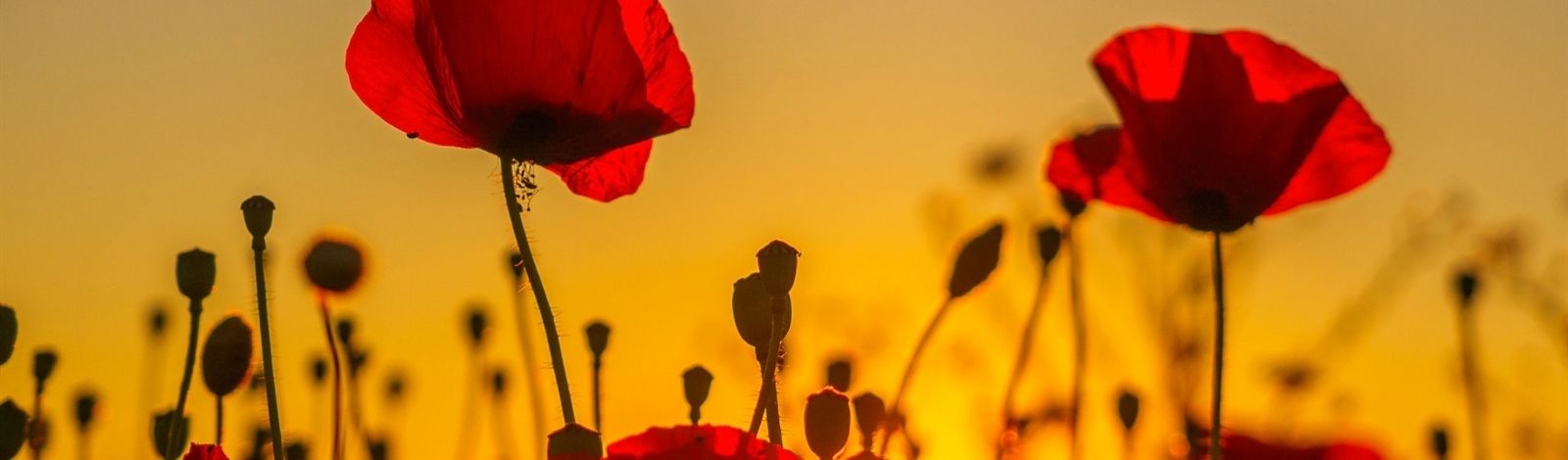 Poppy field during sunset