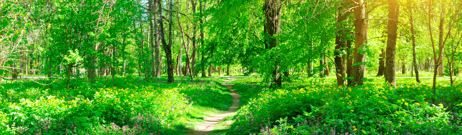 Outdoor pathway trees and sunshine