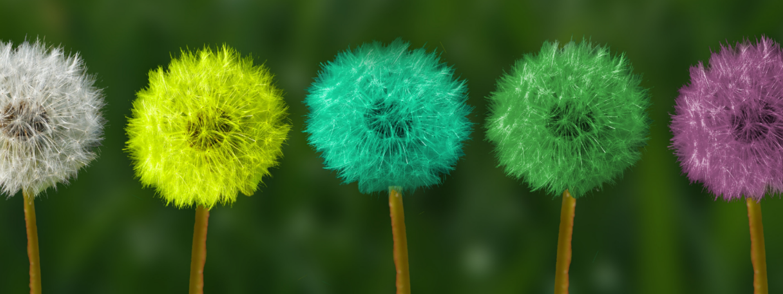different colour dandelions