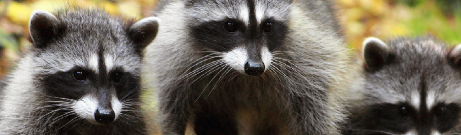 Image of three racoons