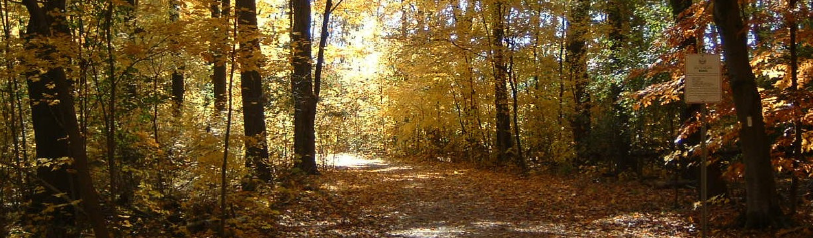 Image of a trail in the fall with yellow and orange leaves on the trees