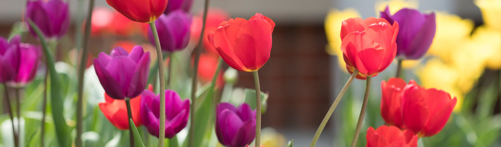 Red and purple tulips