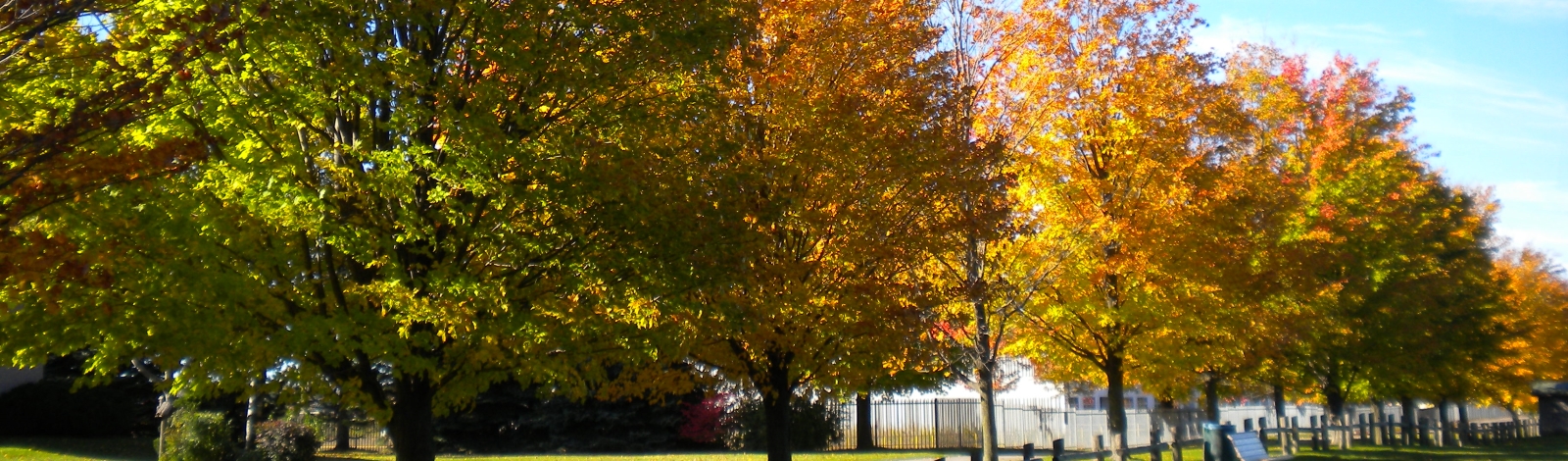 Some trees and a wooden fence in a park