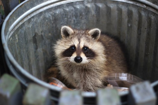 raccoon in garbage