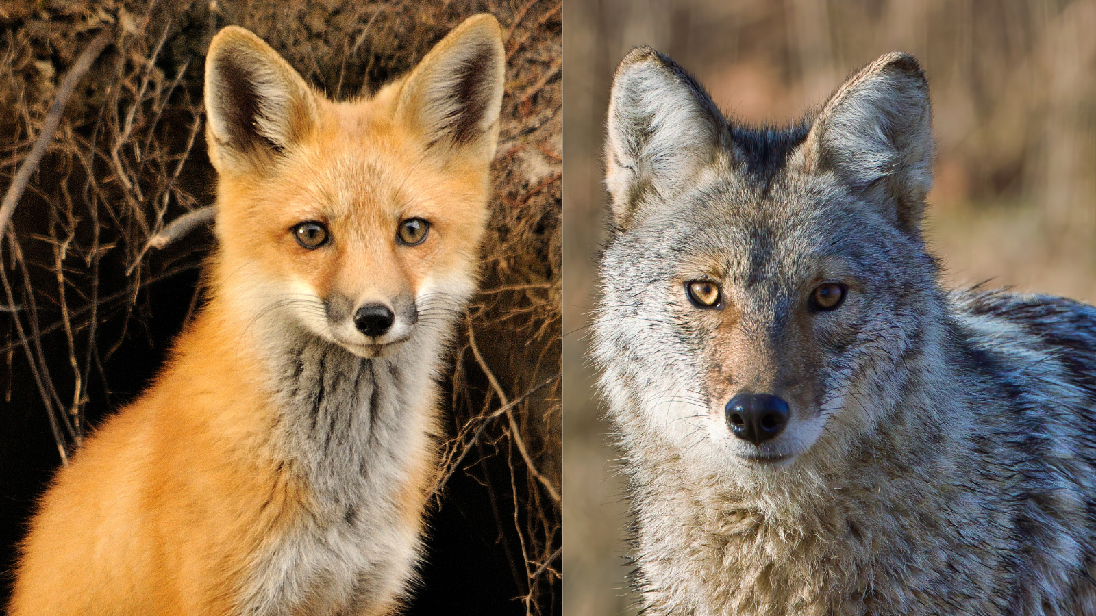 Image of Coyote and Fox