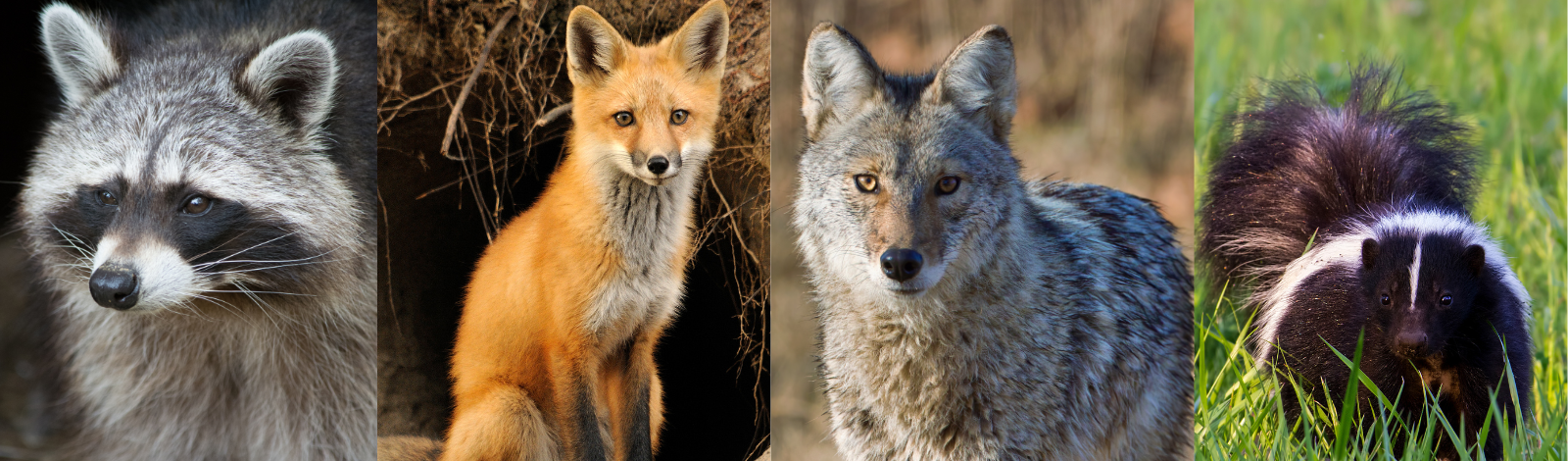 fox, coyote raccoon and skunk