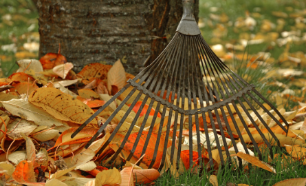 leaves with a rake