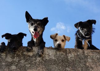 picture of four dogs