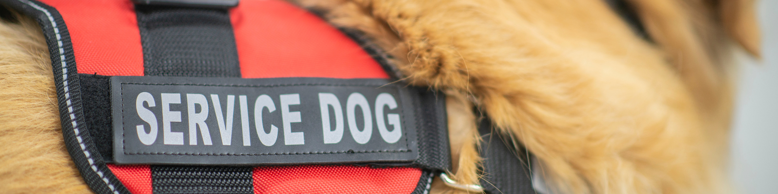 Dog wearing orange service dog harness