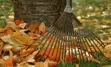 leaves with a rake