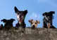 picture of four dogs